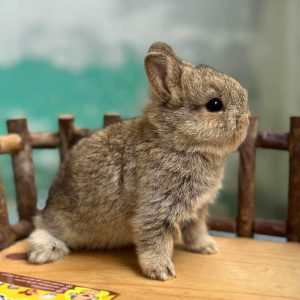 Thỏ lùn Hà Lan