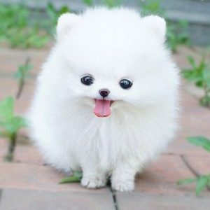 Chó Pomeranian
