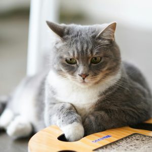 Mèo Anh Lông Ngắn