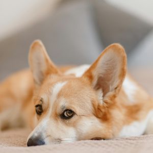Chó Corgi