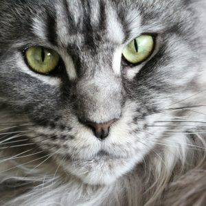 Mèo Maine Coon