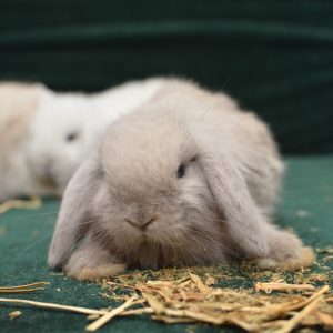 Thỏ Mini Lop
