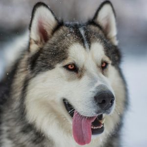 Chó Alaska
