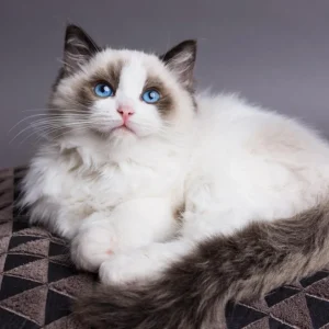 Mèo Ragdoll