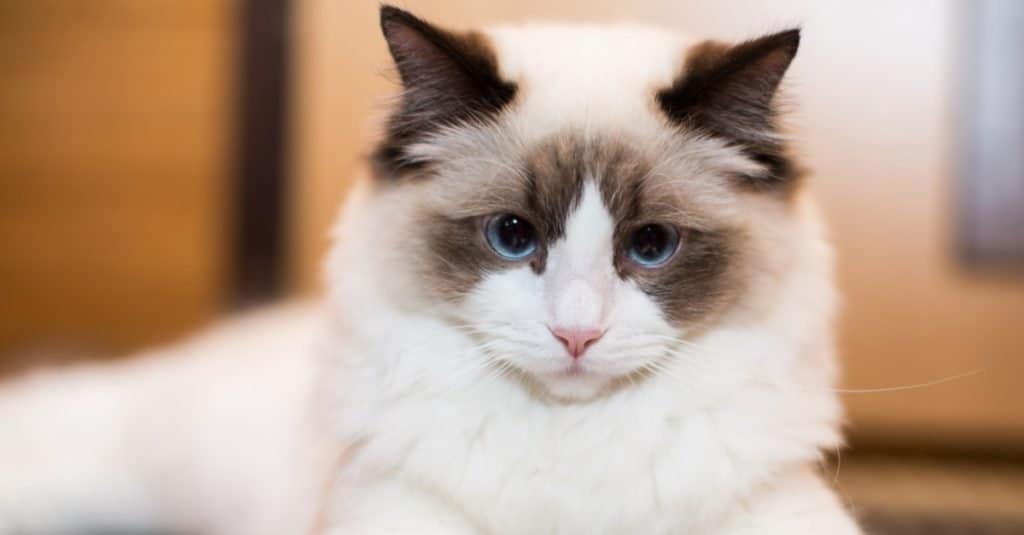 Mèo Ragdoll - Ảnh 2