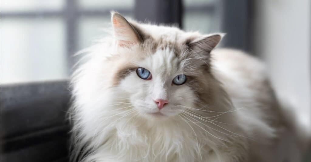 Mèo Ragdoll - Ảnh 4