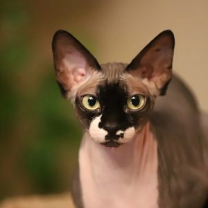 Mèo Sphynx