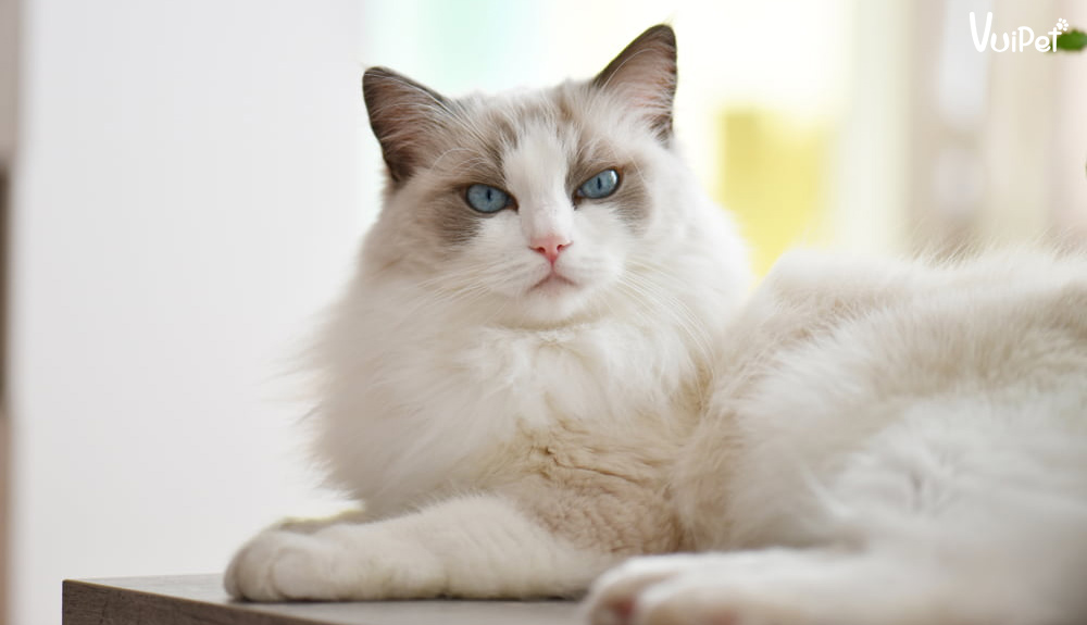 Mèo Ragdoll - Ảnh 3