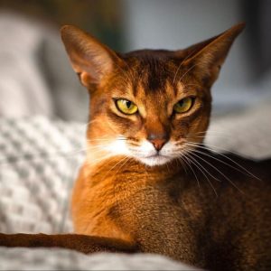 Mèo Abyssinian
